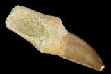 Fossil Rooted Mosasaur (Prognathodon) Tooth - Morocco #116920-1